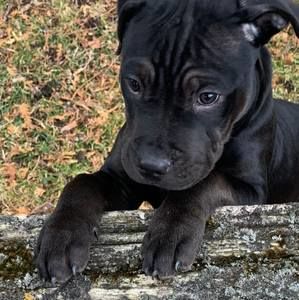 Meet your Posher, Kevin